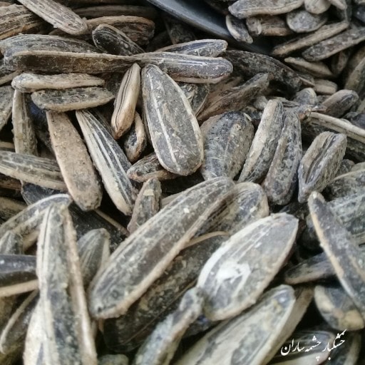 تخمه درجه3